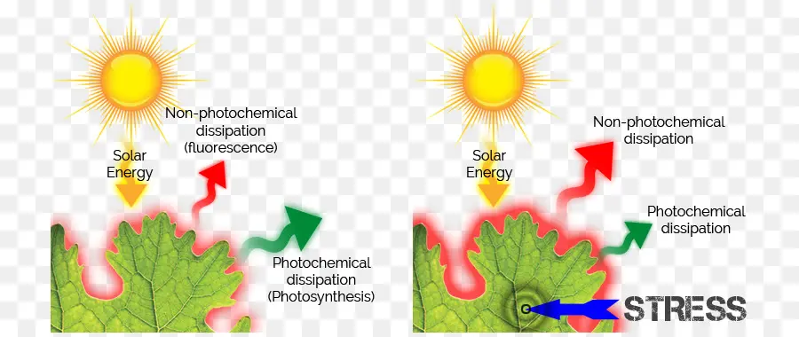 Diagramme De Photosynthèse，Usine PNG