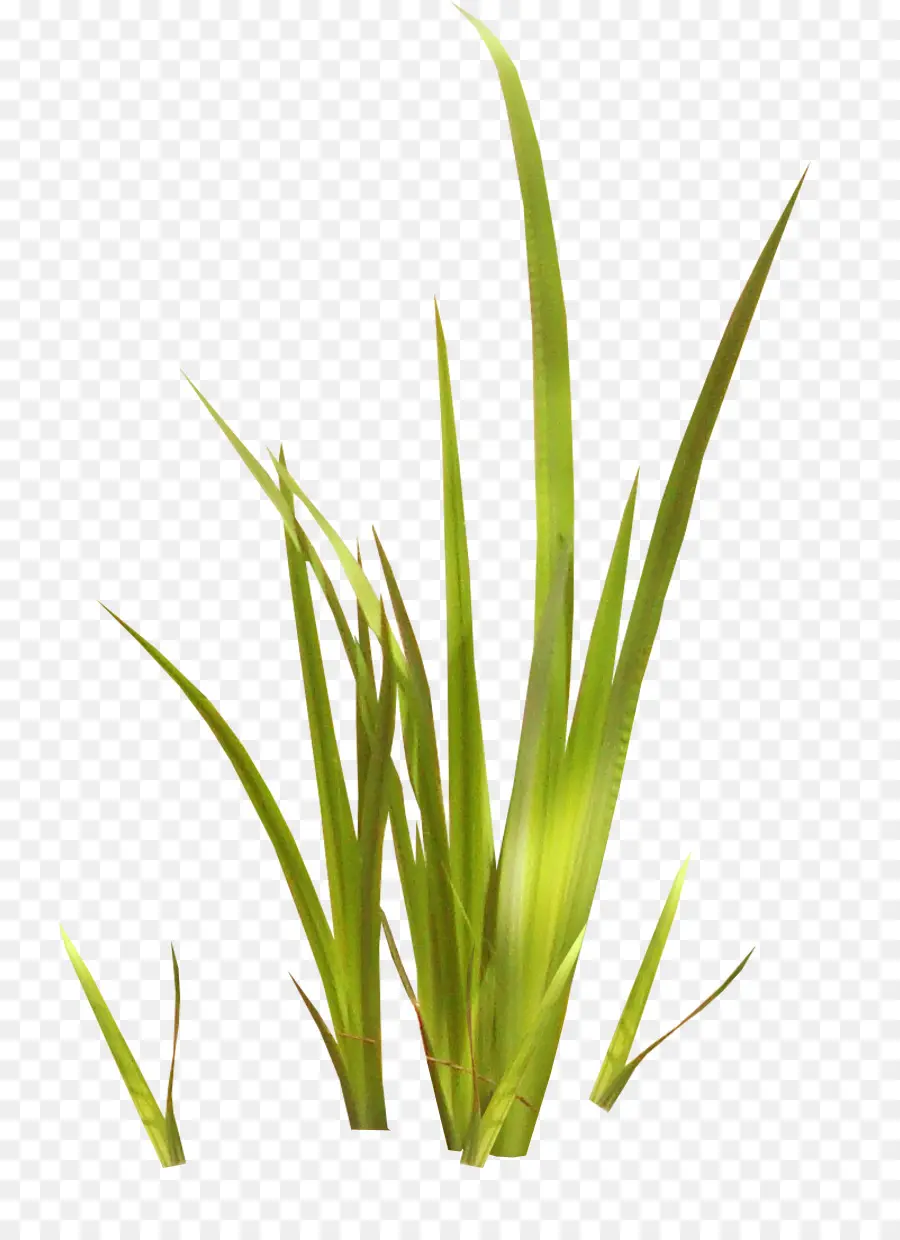 Herbe Verte，Lames PNG