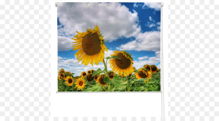 Commune De Tournesol，Royaltyfree PNG