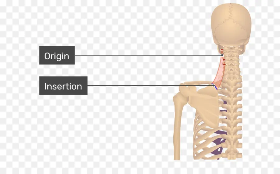 Muscle De L'omoplate De Levateur，Omoplate PNG