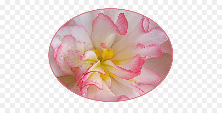 Rose M， PNG