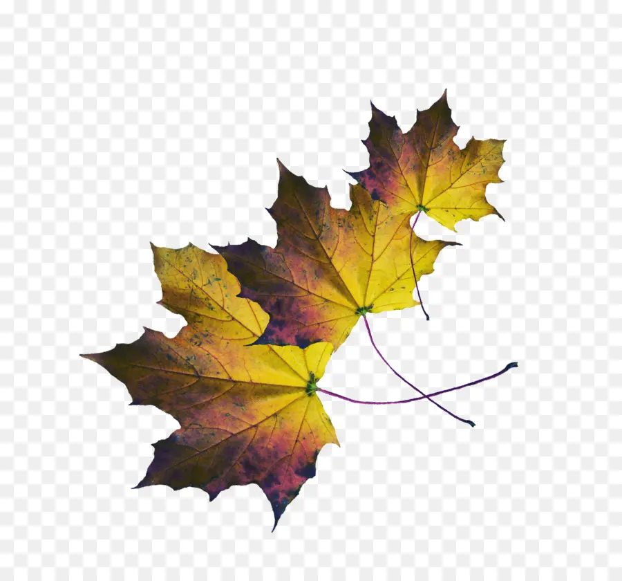 Feuilles D'automne，Feuilles PNG