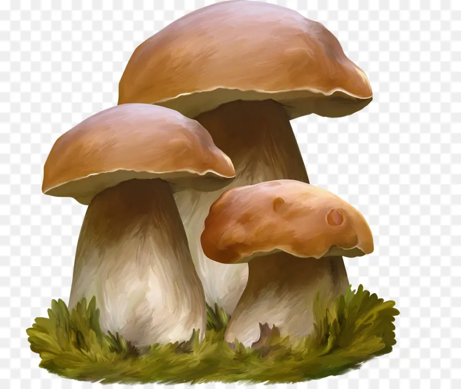 Champignons Oranges，Champignons PNG