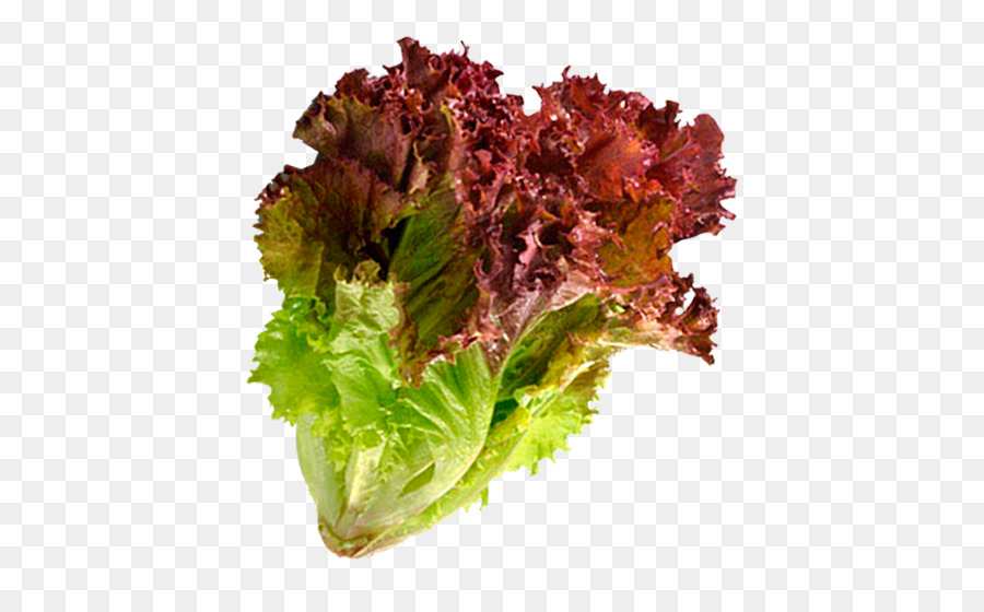 laitue rouge des feuilles de laitue salade png laitue rouge des feuilles de laitue salade transparentes png gratuit feuilles de laitue salade png