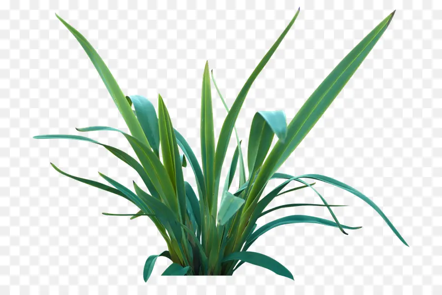 Plante Tropicale，Feuilles PNG