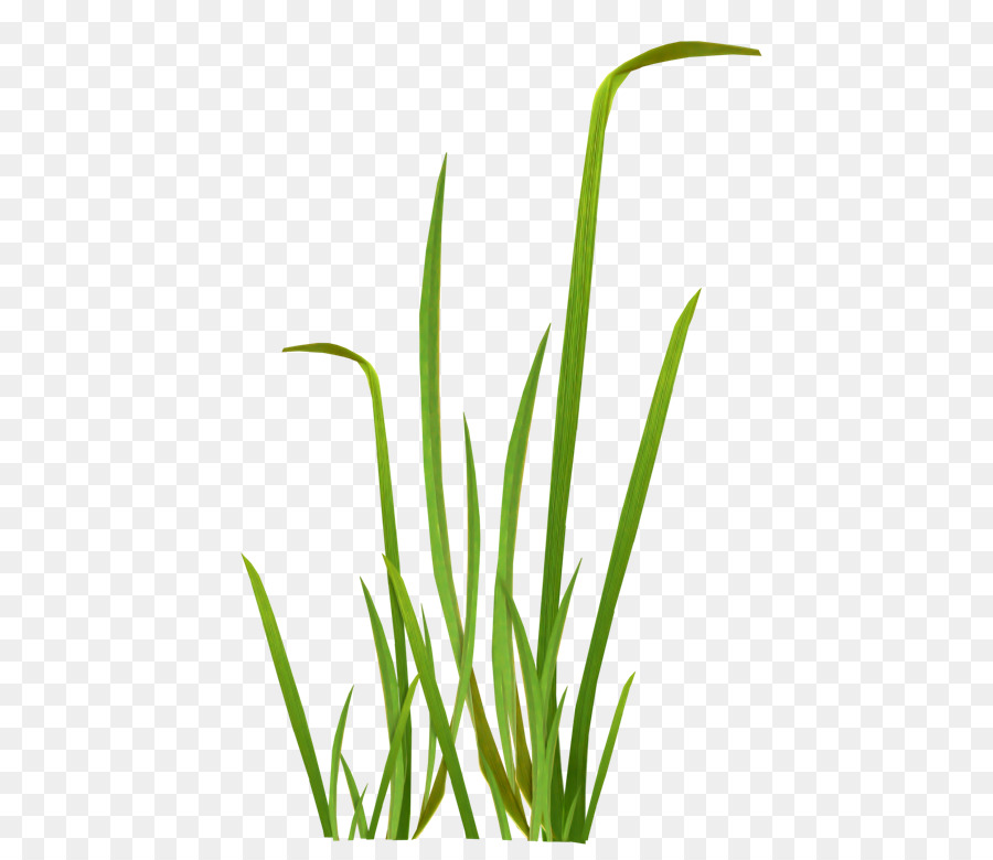 Herbe，Vert PNG