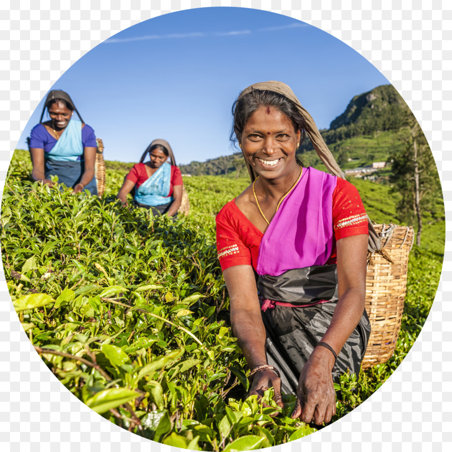 Cueilleurs De Thé，Champ PNG