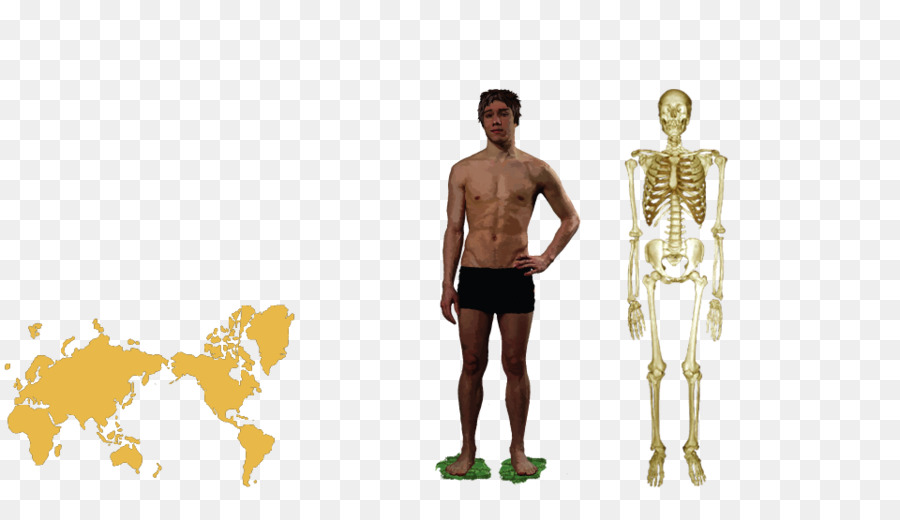 Anatomie Humaine，Humain PNG