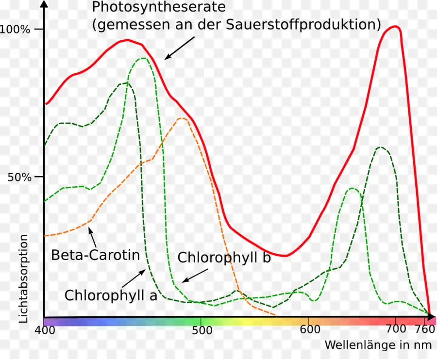 Taux De Photosynthèse，Chlorophylle PNG