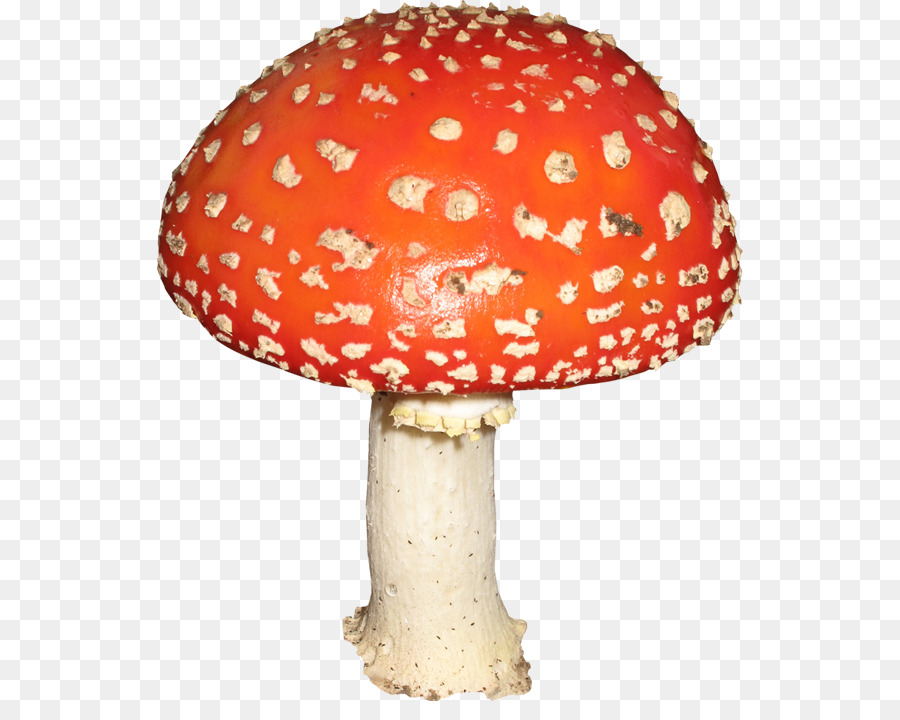 Champignon，Rouge PNG