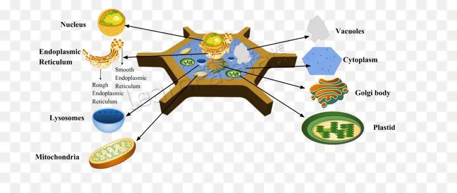 Diagramme De Cellules Végétales，Biologie PNG
