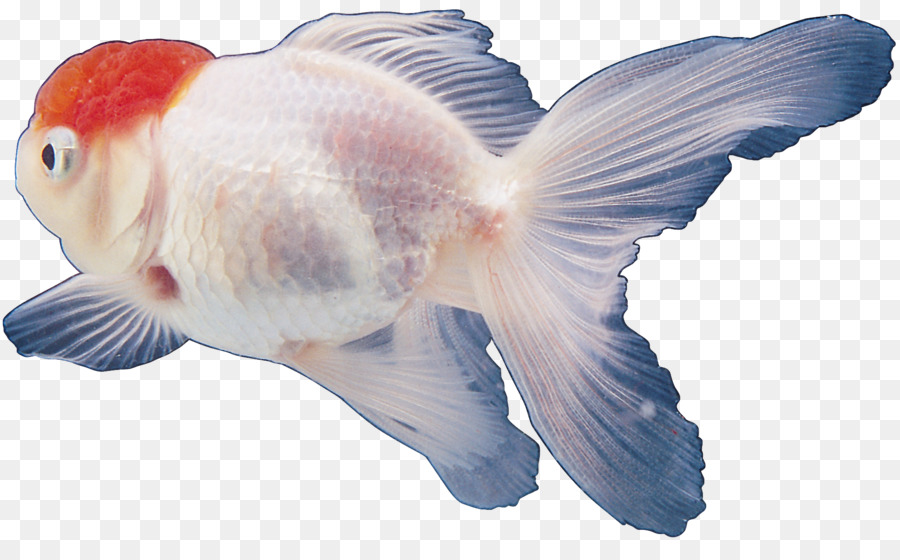 Poisson，Aquatique PNG