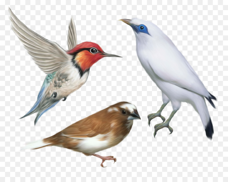 Trois Oiseaux，Vol PNG