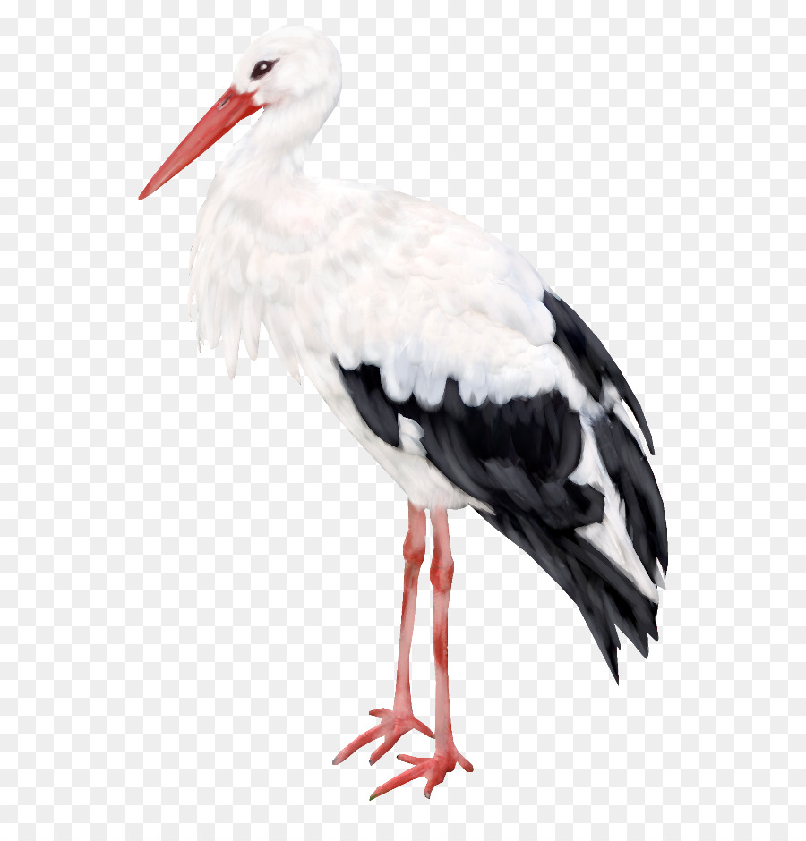 Oiseau，Ciconia PNG