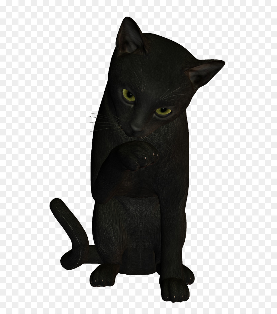 Chat Bombay，Chat Noir PNG
