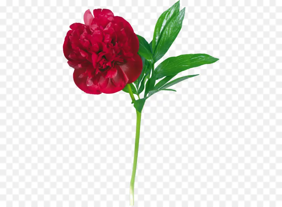 Fleur，Rouge PNG