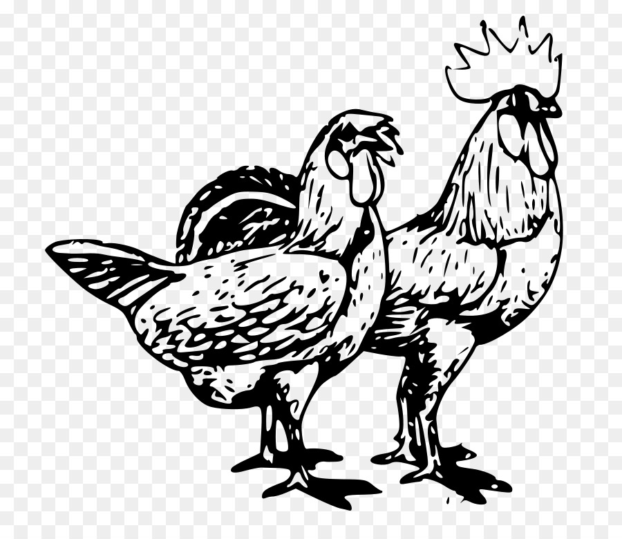 Poulets，Coq PNG