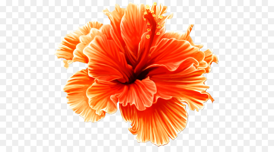 Hibiscus，Fleur PNG