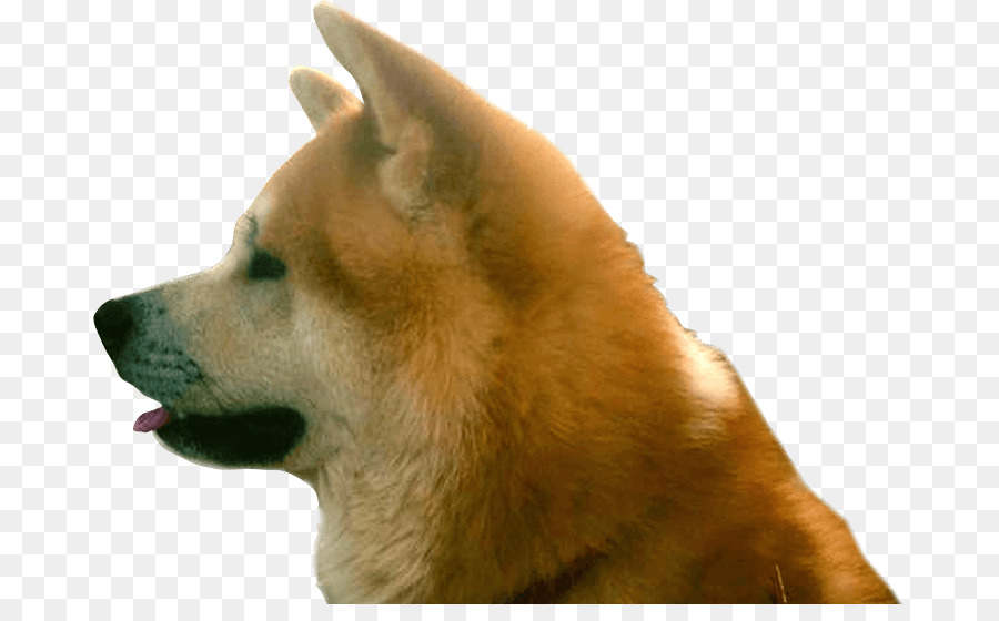 Tête De Chien，Langue PNG