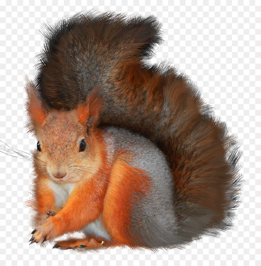 Les écureuils Arboricoles，Arbre écureuil PNG
