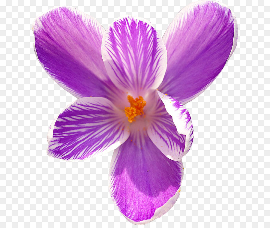 Fleur，Violet PNG