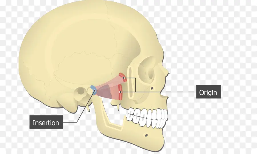 Diagramme Du Crâne，Crâne Humain PNG