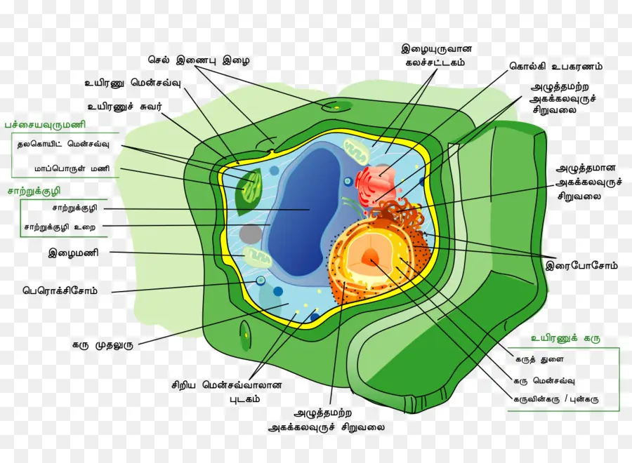 Cellule Végétale，Biologie PNG