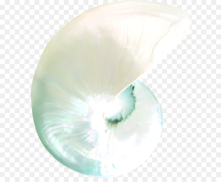 Expédition，Coquillage PNG