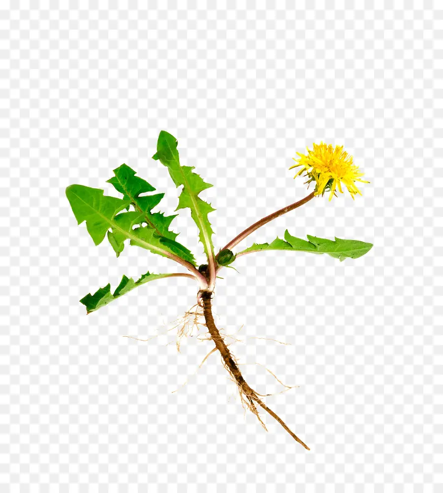 Pissenlit，Fleur PNG