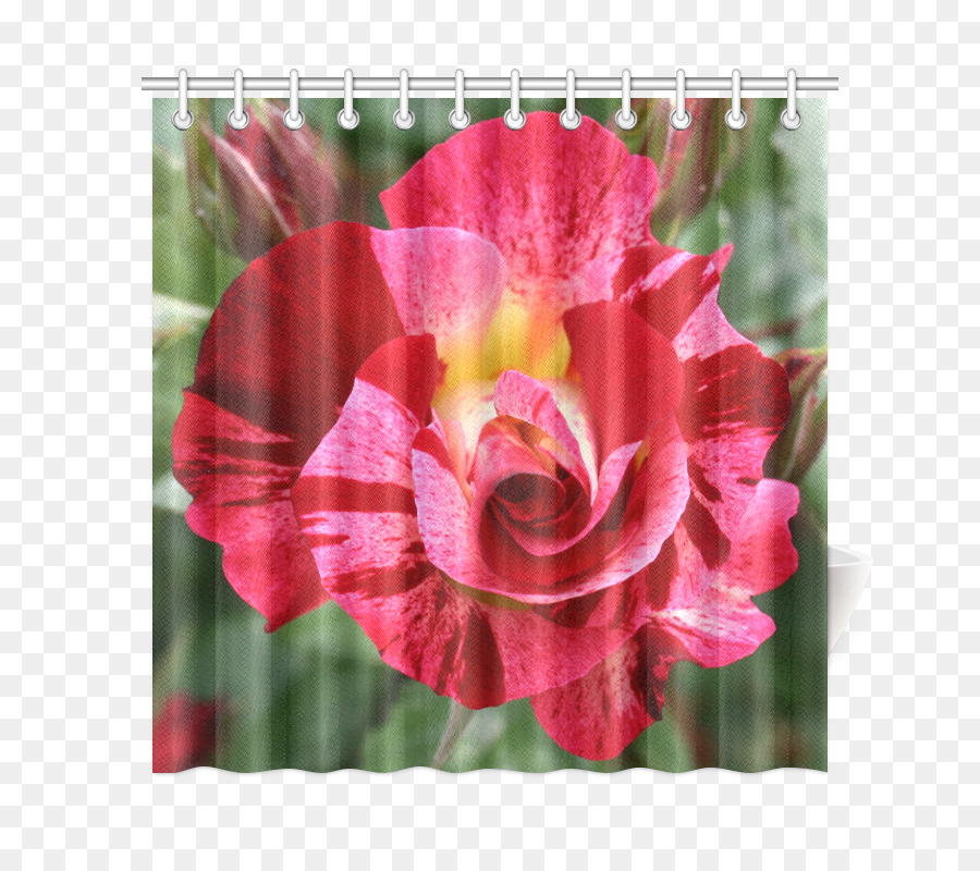 Les Roses De Jardin，Rose PNG