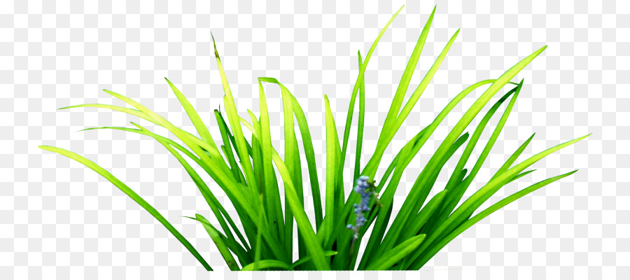 Herbes Hautes，Vert PNG