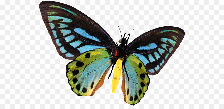 Papillon Noir，Ailes PNG