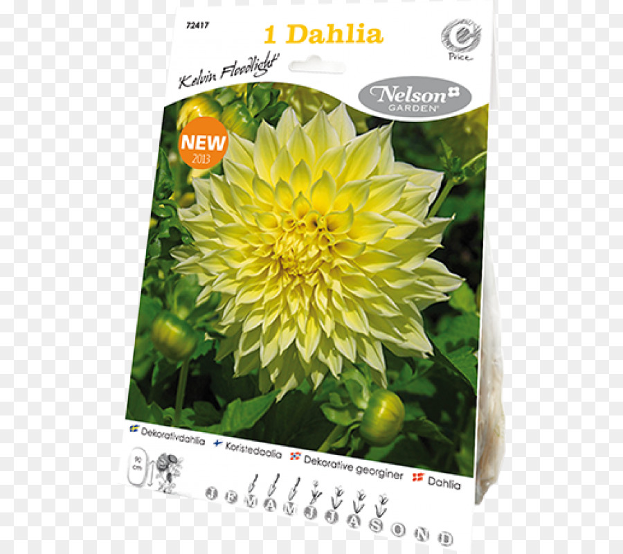 Dahlia，Fleur PNG