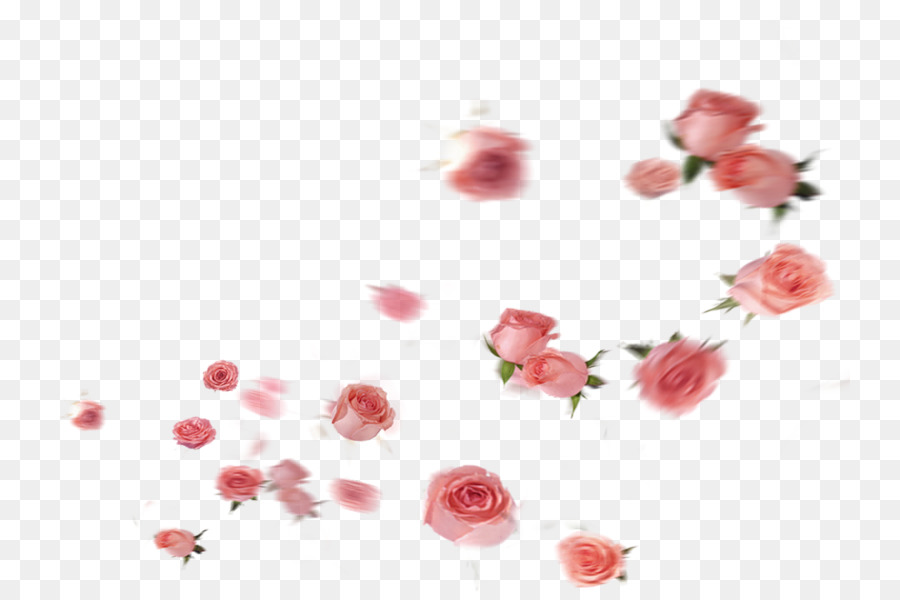 Les Roses De Jardin，Pétale PNG