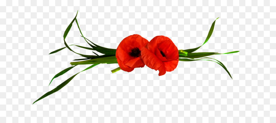 Fleurs Rouges，Coquelicots PNG