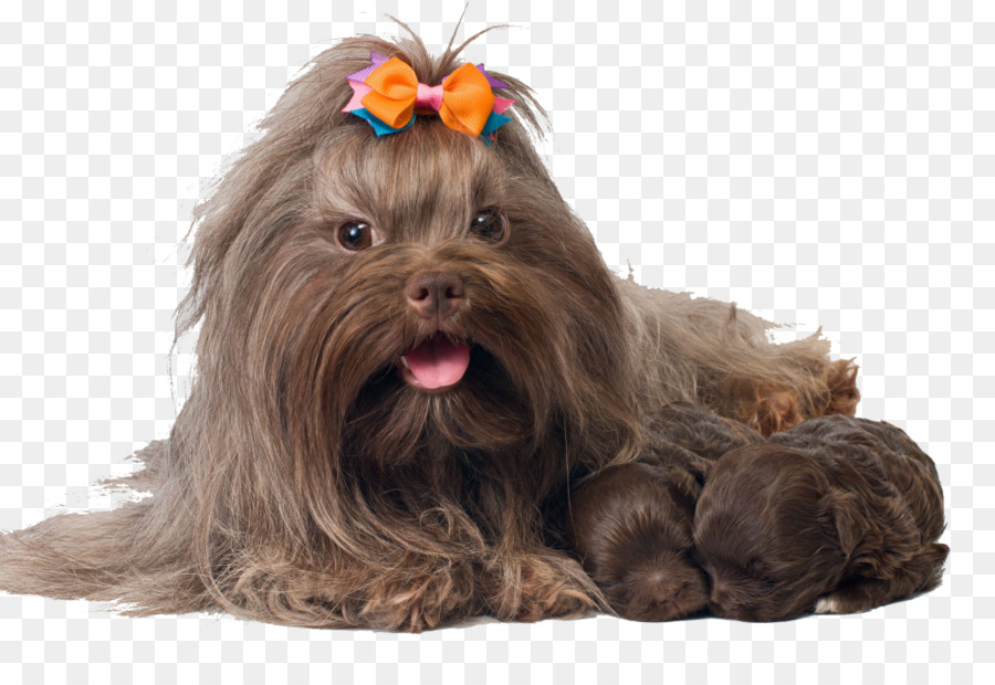 Chien，Brun PNG