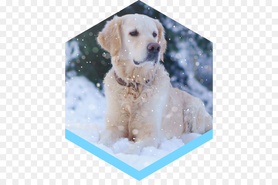 Golden Retriever，Le Labrador Retriever PNG