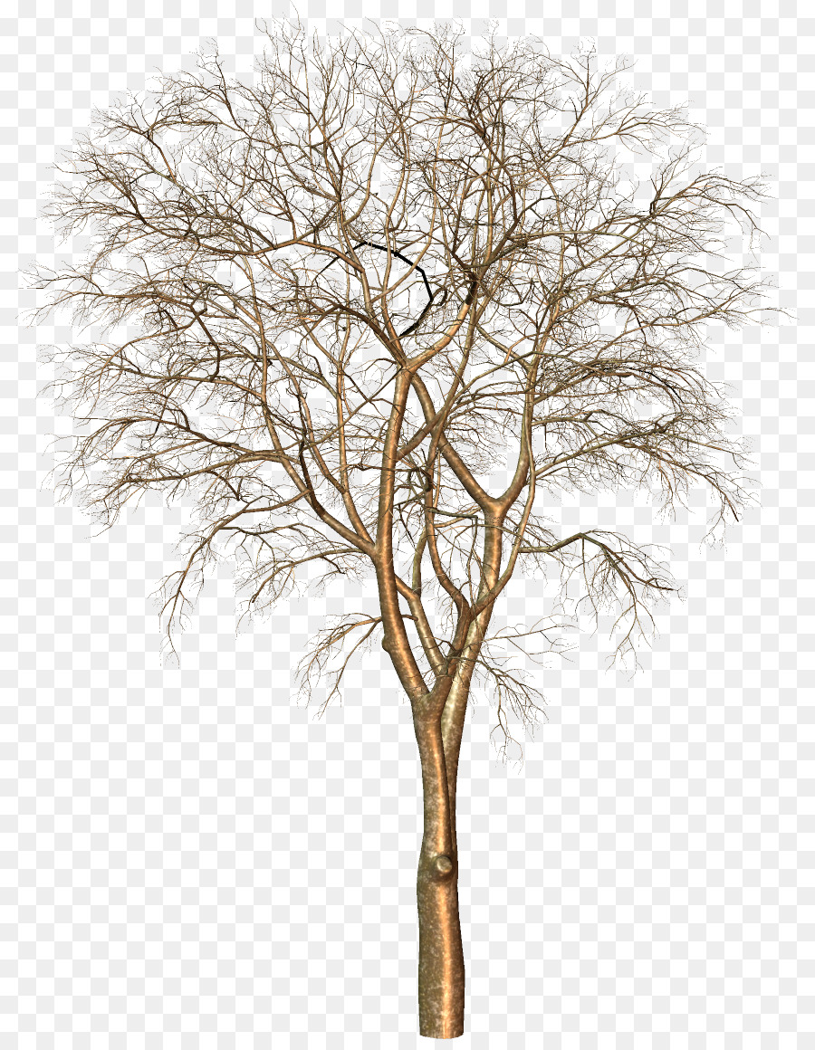 Arbre，Succursales PNG