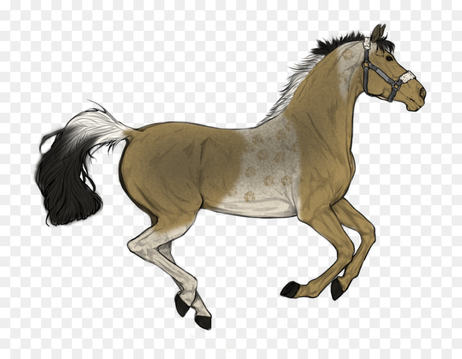 Chevaux，Poulain PNG