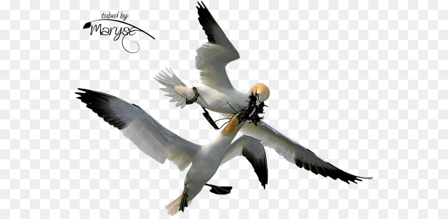 Mouettes，Vol PNG