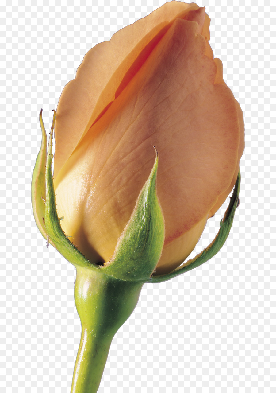 Les Roses De Jardin，Bud PNG