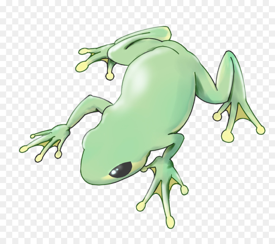 Grenouille，Amphibie PNG