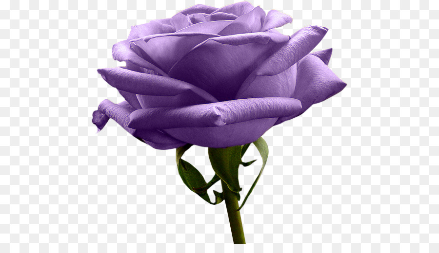 Rose Pourpre，Fleurir PNG