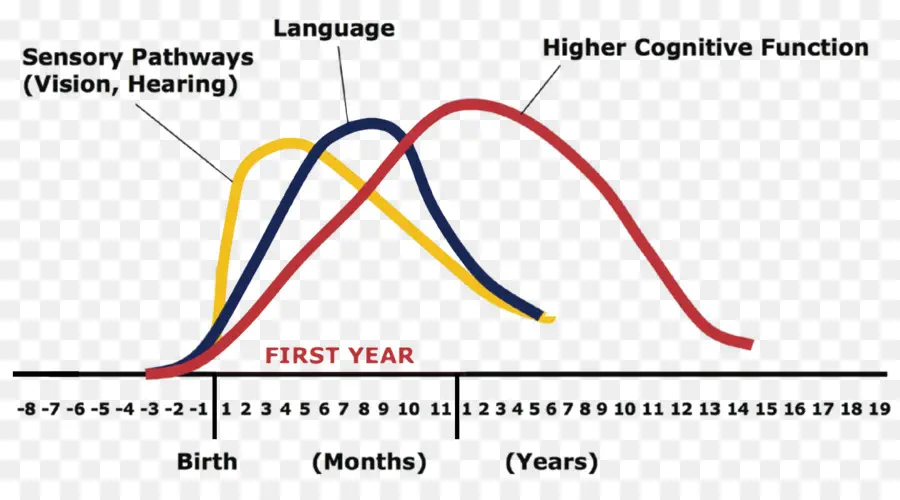 Graphique De Développement，Fonction Cognitive PNG