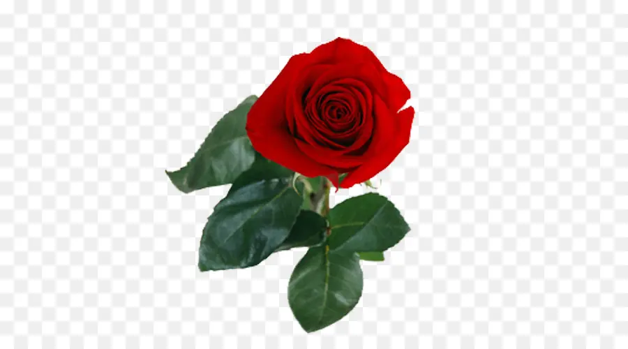 Rose Rouge，Floraison PNG