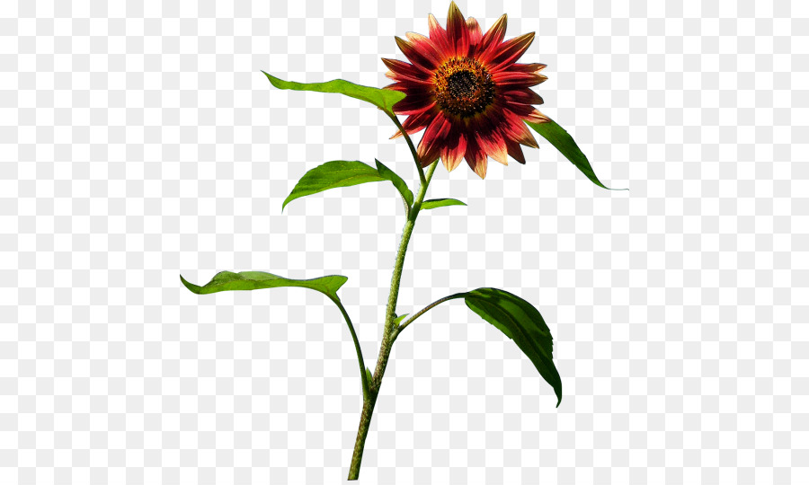 Tournesol，Fleur PNG