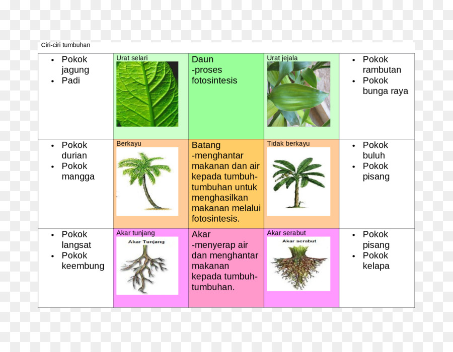 Feuille，Diagramme PNG