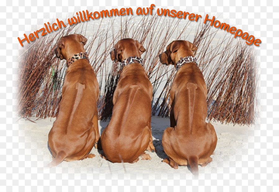 Trois Chiens，Accueillir PNG