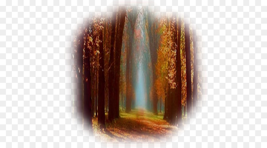 Forêt D'automne，Arbres PNG