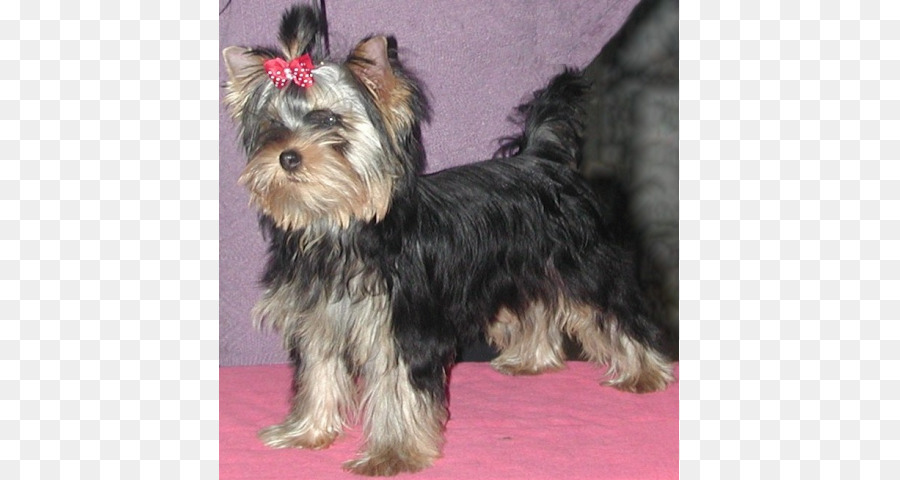 Le Yorkshire Terrier，Terrier Soyeux Australien PNG